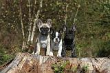 BOULEDOGUE FRANCAIS 225